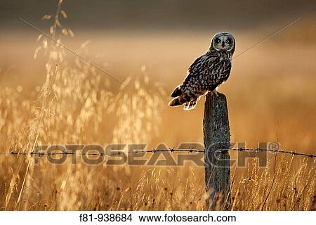 Picture - Short-eared owl Asio flammeus perched on old post in late evening light Scotland October 2009. Fotosearch