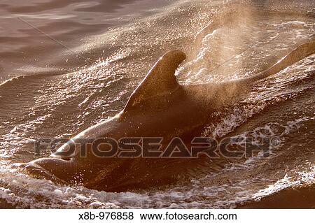 Short-finned pilot whale Globicephala macrorhynchus surfacing off Isla San Pedro Martir in the midriff region of the Gulf of California Sea of Cortez, Baja California Norte, Mexico View Large Photo Image Stock Photo - Short-finned pilot whale Globicephala macrorhynchus surfacing off Isla San Pedro Martir in the midriff region of the Gulf of California Sea of Cortez, Baja California Norte, Mexico. Fotosearch