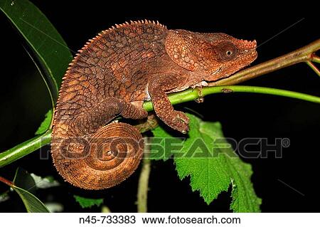 Short-horned or Elephant-eared chameleon (Calumma brevicorne), female View Large Photo Image Stock Image - Short-horned or Elephant-eared chameleon (Calumma brevicorne), female. Fotosearch