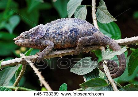 Stock Photo - Short-horned or Elephant-eared chameleon (Calumma brevicorne), male. Fotosearch
