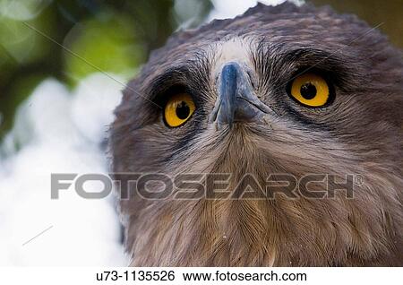 Stock Photograph - Short toed eagle - portrait. Fotosearch