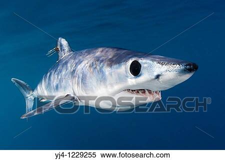 shortfin mako shark, Isurus oxyrinchus, with parasitic copepods, very aggressive and the fastest swimmer of all shark species, off San Diego, California, East Pacific Ocean View Large Photo Image Stock Photography - shortfin mako shark, Isurus oxyrinchus, with parasitic copepods, very aggressive and the fastest swimmer of all shark species, off San Diego, California, East Pacific Ocean. Fotosearch