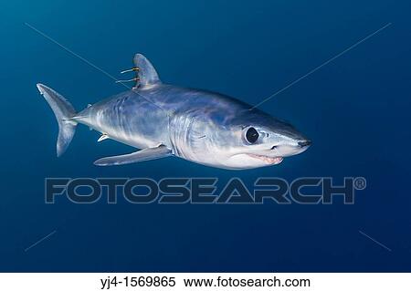 shortfin mako shark, Isurus oxyrinchus, with parasitic copepods, very aggressive and the fastest swimmer of all shark species, San Diego, California, USA, Pacific Ocean View Large Photo Image Stock Photography - shortfin mako shark, Isurus oxyrinchus, with parasitic copepods, very aggressive and the fastest swimmer of all shark species, San Diego, California, USA, Pacific Ocean. Fotosearch