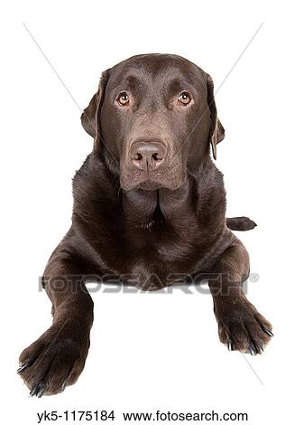 Shot of a Chocolate Labrador Retriever against White Background View Large Photo Image Picture - Shot of a Chocolate Labrador Retriever against White Background. Fotosearch
