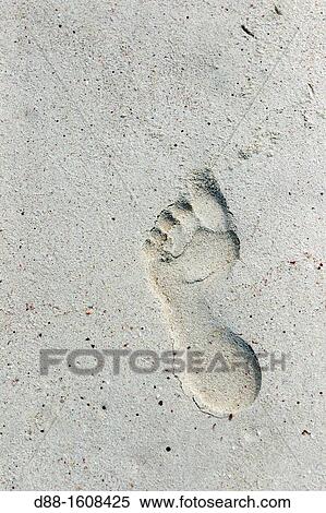 Shouab beach, Qalansiyah, Socotra island, listed as World Heritage by UNESCO, Hadhramaut governatorate, Yemen View Large Photo Image Stock Photography - Shouab beach, Qalansiyah, Socotra island, listed as World Heritage by UNESCO, Hadhramaut governatorate, Yemen. Fotosearch