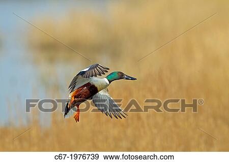 Shoveler Anas clypeata drake in flight over marshes. View Large Photo Image Stock Photo - Shoveler Anas clypeata drake in flight over marshes.. Fotosearch
