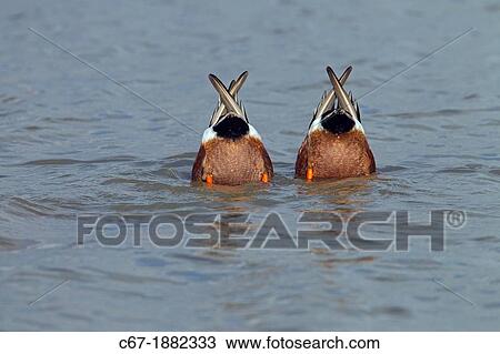 Shoveler Anas clypeata Drakes feeding together View Large Photo Image Stock Image - Shoveler Anas clypeata Drakes feeding together. Fotosearch