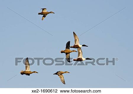 Stock Image - Shovelers in flight - Anas clypeata, Crete. Fotosearch