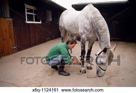 Show jumper Ian Stark tending to his horse Murphy Himself View Large Photo Image Stock Image - Show jumper Ian Stark tending to his horse Murphy Himself. Fotosearch
