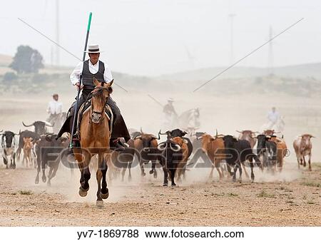 Show? Open Field? in the land Los Alburejos, of Alvaro Domecq Medina Sidonia, Cadiz, Spain, Europe View Large Photo Image Stock Photo - Show? Open Field? in the land Los Alburejos, of Alvaro Domecq Medina Sidonia, Cadiz, Spain, Europe. Fotosearch