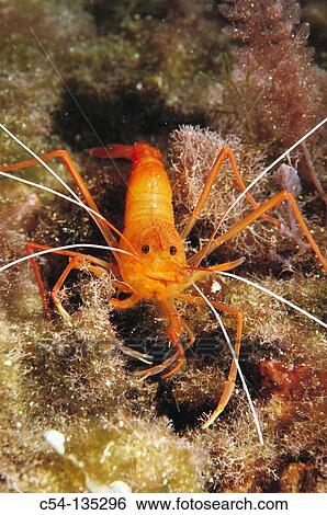 Stock Photograph - Shrimp (Stenopus spinosus). Mediterranean Sea. Fotosearch