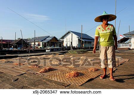 Shrimps drying in sunshine on matting, indonesia, asia View Large Photo Image Stock Photo - Shrimps drying in sunshine on matting, indonesia, asia. Fotosearch