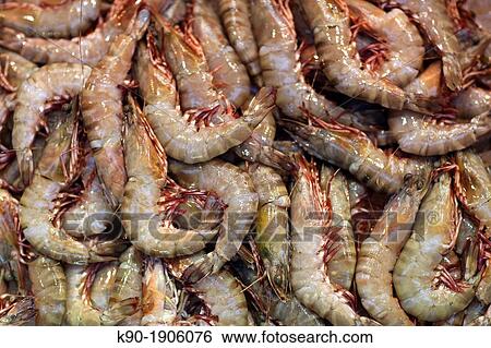 Shrimps View Large Photo Image Stock Photograph - Shrimps. Fotosearch
