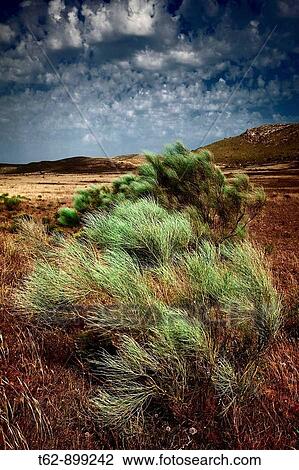 Stock Image - Shrubs bent by the wind on the road to Agua Amarga Parque Natural del Cabo de Gata Costa de Almeria, Andalusia, Spain. Fotosearch