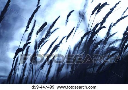 Stock Photo - Shrubs blowing in the wind. Fotosearch