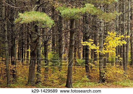 Shrubs in the understory of a red pine woodlot Algonquin Provincial Park, Ontario View Large Photo Image Stock Photo - Shrubs in the understory of a red pine woodlot Algonquin Provincial Park, Ontario. Fotosearch