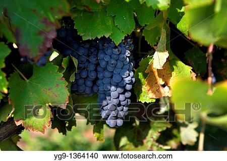 Shyrac Raceme on a vineyard Raimat LLeida, Spain View Large Photo Image Stock Image - Shyrac Raceme on a vineyard Raimat LLeida, Spain. Fotosearch