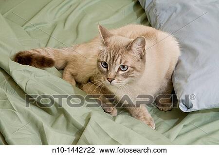 Siamese cat on a bed View Large Photo Image Stock Image - Siamese cat on a bed. Fotosearch
