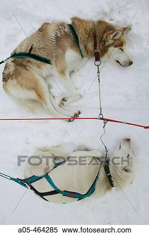 Siberian Huskies. Nordic breed. Sled dog. Lapland. Ivalo. Inari. Finlandia View Large Photo Image Stock Photography - Siberian Huskies. Nordic breed. Sled dog. Lapland. Ivalo. Inari. Finlandia. Fotosearch