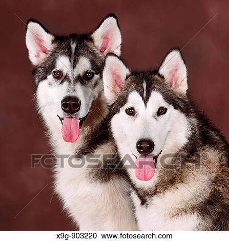 Siberian Huskies View Large Photo Image Stock Image - Siberian Huskies. Fotosearch