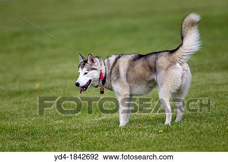 Stock Image - Siberian Husky is a medium-size, dense-coat working dog breed that originated in north-eastern Siberia. Fotosearch