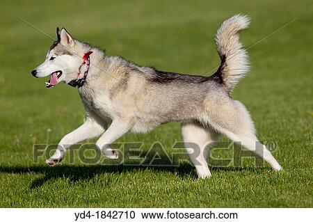 Stock Image - Siberian Husky, is a medium-size, dense-coat working dog breed that originated in north-eastern Siberia. Fotosearch