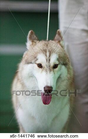 Stock Photograph - Siberian Husky. Fotosearch