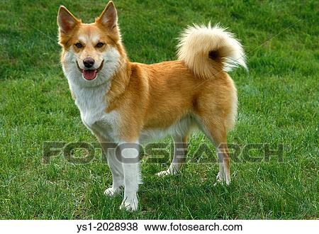 Siberian Laika Dog, a Breed from Russia. View Large Photo Image Stock Photo - Siberian Laika Dog, a Breed from Russia.. Fotosearch