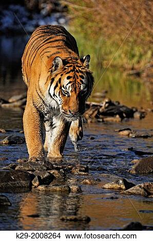 Picture - Siberian tiger Amur tiger (Panthera tigris altaica) captive in stream habitat, Bozeman, Montana, USA.. Fotosearch