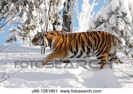 Stock Image - Siberian tiger / Amurtiger Panthera tigris altacia Dalarna Sweden.. Fotosearch
