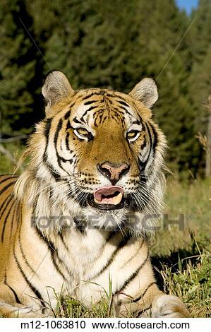 Stock Image - Siberian Tiger lays down by the forest edge. Fotosearch