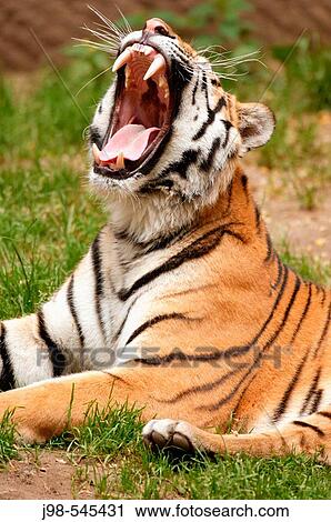 Siberian Tiger (Panthera tigris altaica) View Large Photo Image Stock Image - Siberian Tiger (Panthera tigris altaica). Fotosearch