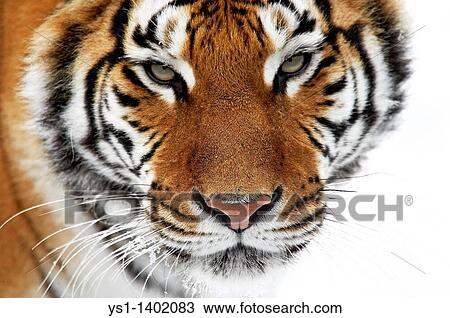 Siberian Tiger, panthera tigris altaica, Adult standing on Snow View Large Photo Image Stock Image - Siberian Tiger, panthera tigris altaica, Adult standing on Snow. Fotosearch