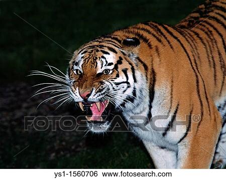 Siberian Tiger, panthera tigris altaica, Adult snarling View Large Photo Image Stock Photograph - Siberian Tiger, panthera tigris altaica, Adult snarling. Fotosearch