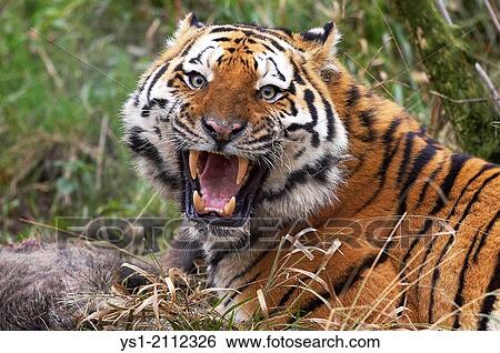 Siberian Tiger, panthera tigris altaica, Adult with a Kill, Snarling in Defensive Posture. View Large Photo Image Stock Photograph - Siberian Tiger, panthera tigris altaica, Adult with a Kill, Snarling in Defensive Posture.. Fotosearch