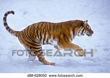 Stock Image - Siberian Tiger. Fotosearch