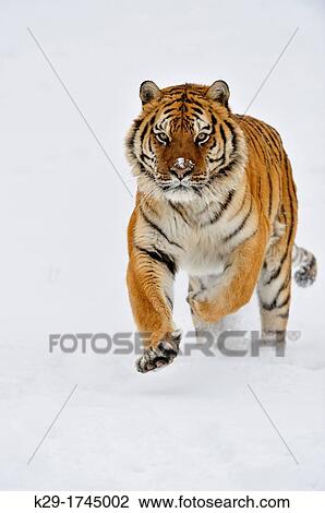 Stock Image - Siberian/Amur tiger Panthera tigris altaica, Bozeman, Montana, USA. Fotosearch