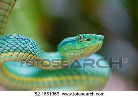 Stock Photograph - SIDE-STRIPED PALM-PITVIPEL - LORA VENENOSA Bothriechis lateralis, Costa Rica, Central America, America. Fotosearch