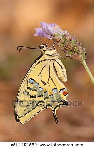 side view butterfly Papilio alexanor, the Alexanor Israel Summer July 2010 View Large Photo Image Stock Image - side view butterfly Papilio alexanor, the Alexanor Israel Summer July 2010. Fotosearch
