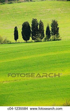 Siena country, Tuscany, Italy View Large Photo Image Picture - Siena country, Tuscany, Italy. Fotosearch