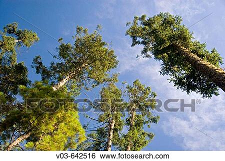 Stock Photograph - Sierra Chincua Monarch butterfly sanctuary. Michoacan. Mexico.. Fotosearch