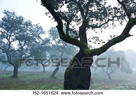 Sierra de Aracena Natural Park, Huelva, Andalucia, Spain, Europe View Large Photo Image Picture - Sierra de Aracena Natural Park, Huelva, Andalucia, Spain, Europe. Fotosearch
