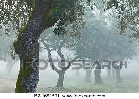 Sierra de Aracena Natural Park, Huelva, Andalucia, Spain, Europe View Large Photo Image Stock Image - Sierra de Aracena Natural Park, Huelva, Andalucia, Spain, Europe. Fotosearch