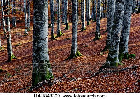 Sierra de Aralar (Aralar Range), Navarre, Spain View Large Photo Image Stock Photo - Sierra de Aralar (Aralar Range), Navarre, Spain. Fotosearch