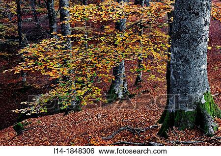 Sierra de Aralar (Aralar Range), Navarre, Spain View Large Photo Image Stock Photograph - Sierra de Aralar (Aralar Range), Navarre, Spain. Fotosearch