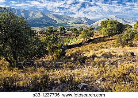 Sierra de Gredos from the fieds of Burgohondo? vila Castilla Le? n Spain View Large Photo Image Stock Photography - Sierra de Gredos from the fieds of Burgohondo? vila Castilla Le? n Spain. Fotosearch