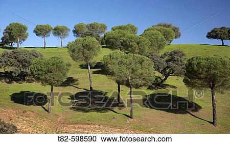 Sierra Norte de Sevilla Natural Park, Sierra Morena. Cazalla de la Sierra, Sevilla province, Andalusia, Spain View Large Photo Image Stock Image - Sierra Norte de Sevilla Natural Park, Sierra Morena. Cazalla de la Sierra, Sevilla province, Andalusia, Spain. Fotosearch