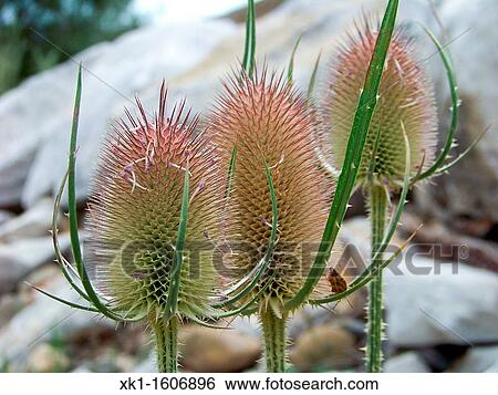 Stock Photograph - Sierra Palentina, Palencia province, Castilla-Leon, Spain. Fotosearch