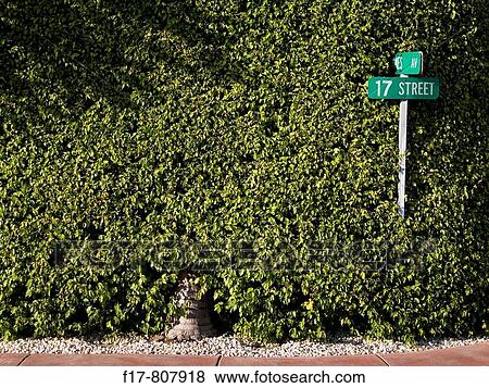 Stock Photo - sign grown over by hedge on pretty corner in miami beach. Fotosearch
