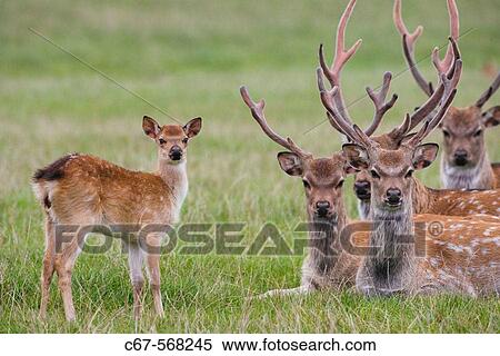 Stock Photography - Sika Deer (Cervus nippon). Introduced from the Far East to the UK around 1875 to Dorset.. Fotosearch